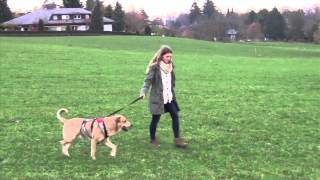 Leineziehender aggressiver Hund  Eva Windisch  Mit Hunden sein [upl. by Sorel246]