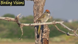 Singing Greentailed Towhee  Mesa Verde National Park Colorado [upl. by Nitsa]