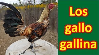 LOS GALLO GALLINA [upl. by Khanna]