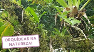 Habitat Natural das Orquídeas  Espécies Surpreendentes [upl. by Aynav]