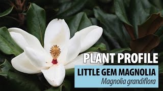 Little Gem Magnolia Plant Profile [upl. by Amorita]