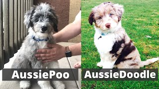 Aussiepoo vs Aussiedoodle  Detailed Comparison between these two breeds Which one should you get [upl. by Gadmon]