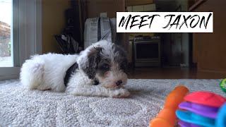 Meet Jaxon The Mini Aussiedoodle Puppy [upl. by Alexei944]