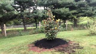 Just planted Brackens Brown Beauty Magnolia [upl. by Aizatsana]