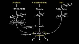 Metabolic Fates of Acetyl CoA [upl. by Zurc]