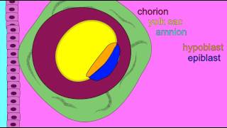 EMBRYONIC DEVELOPMENT EXTRAEMBRYONIC MEMBRANES [upl. by Chaddy]