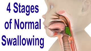 The 4 Stages of Swallowing Biomechanics amp Bolus Movement [upl. by Siladnerb]