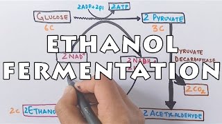 Ethanol Fermentation  Process of Alcohol Formation [upl. by Chader]