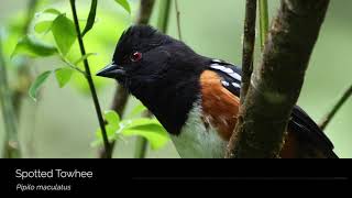 Spotted Towhee [upl. by Deys]