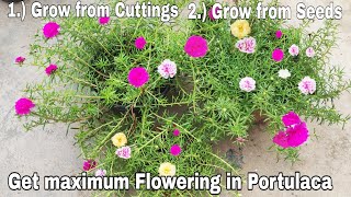 How to grow Portulaca from cutting and get maximum flowers How to grow Portulaca from seeds [upl. by Macnamara]