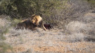 Bow Hunting Africa Lion  African Lion Bow Hunts  Somerby Safaris [upl. by Danczyk265]