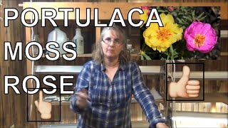 How to Grow Moss Rose From Seed  Planting Portulaca In Pots [upl. by Sotnas]