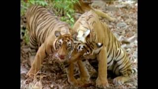 Baby Einstein  Wild Animal Safari Amazon Trailer [upl. by Crim25]