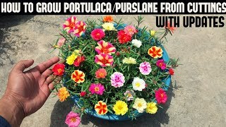 How To Grow PortulacaPurslane From CuttingsFull Updates [upl. by Gypsy]