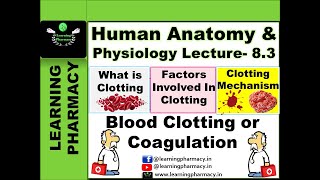 CH83 Blood Clotting  Coagulation In Detail  Mechanism Of Clotting  Human Anatomy amp Physiology [upl. by Jo-Ann]