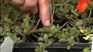 Purslane and portulaca are related but very different [upl. by Acceb]