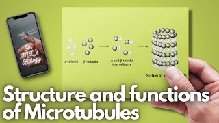 Microtubules Structure and functions [upl. by Ynaffad]