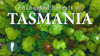 Enchanted Forests of Tasmania in 4K  Australia Nature [upl. by Kramnhoj]