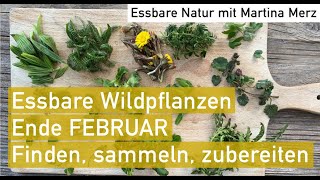 Essbare Wildpflanzen und Kräuter Ende Februar Bestimmen sammeln zubereiten amp tolle Rezeptideen [upl. by Einaffit]