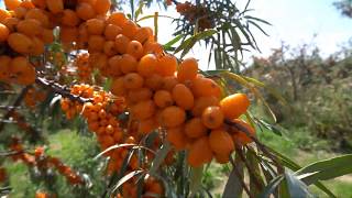 Introduction to the British Sea Buckthorn Company [upl. by Janey663]