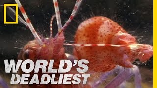 Amazing Pistol Shrimp Stun quotGunquot  Worlds Deadliest [upl. by Ahsinac]