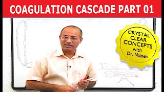 Coagulation Cascade  Part 112 [upl. by Henri]