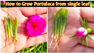 How to grow Portulaca grandiflora from single leafHow to grow portulacaMoss rose [upl. by Lawford]