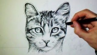 Comment dessiner un chat Tutoriel [upl. by Yelahc]