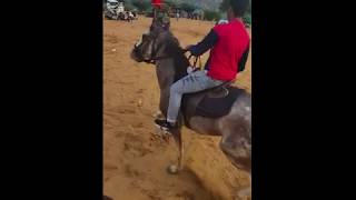 Enjoying Marwari Horse Riding in Desert of Pushkar  Horse Riding In Pushkar  Rider mohit [upl. by Athalie]