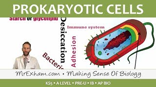 Prokaryotic Cells  Introduction and Structure  Post 16 Biology A Level PreU IB AP Bio [upl. by Rudolph]