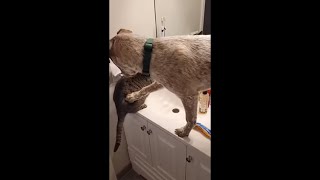 Cat Slaps Dog After Trying to Push It Down as Owner Burps Mid Laughter [upl. by Schellens]