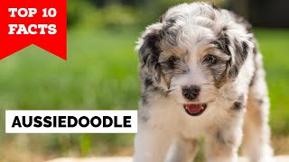 Aussiedoodle  Top 10 Facts [upl. by Ahseid]