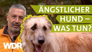 Hilfe bei ängstlichem Hund  Hunde verstehen 3  Tierratgeber  WDR [upl. by Geanine]