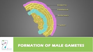 Formation of Male Gametes [upl. by Ainolloppa]