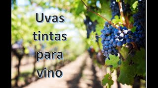 4 Uvas para vino tinto parte 1 [upl. by Enimisaj419]