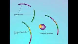 HIV Mechanisms of Action of Protease Inhibitors PIs [upl. by Dowdell]