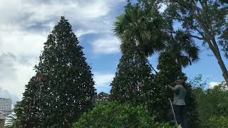 Trimming magnolia trees [upl. by Arela]