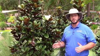 Teddy Bear Southern Magnolia [upl. by Tristas]