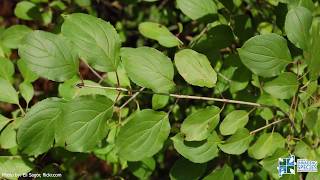 How To Identify European Buckthorn [upl. by Aennaej]