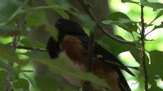 Rufous Sided Towhee call [upl. by Sivie254]