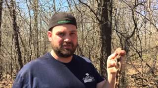 How to get rid of buckthorn [upl. by Aniryt816]