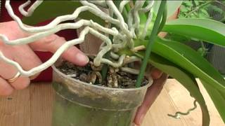 How to Grow Orchids [upl. by Ettena]