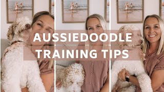 AUSSIEDOODLE  7 Training Tips for Aussiedoodles  Torey Noora [upl. by Limay]