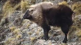 Big Game Himalayan tahr hunt new zealand [upl. by Seessel720]