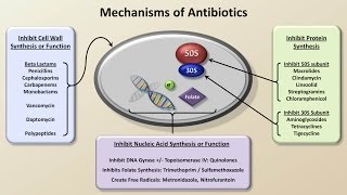 Mechanisms and Classification of Antibiotics Antibiotics  Lecture 3 [upl. by Neilla569]