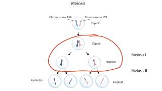 Imprinting and Uniparental Disomy for the USMLE Step 1 [upl. by Eynttirb]