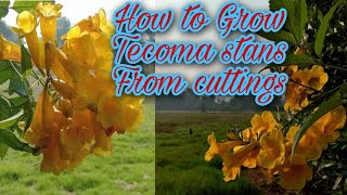 How to Grow Tecoma stans From cuttings  Yellow Bell Trumpet bushes ٹکوما  Gardening and Junk Art [upl. by Anaiq]