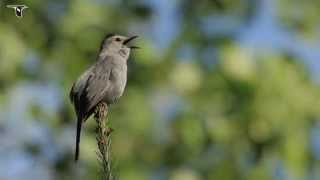 Gray Catbird singing [upl. by Tiebold57]