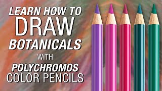 FaberCastell  Polychromos Color Pencil Demonstration [upl. by Lora171]