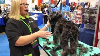 Grooming an Aussiedoodle with Tammy Siert [upl. by Lucais800]